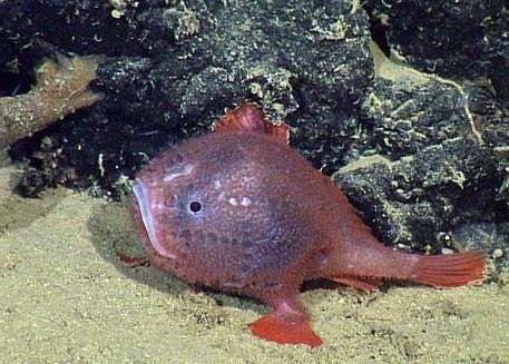 深海琵琶鱼图片：8英寸极其罕见深海琵琶鱼（图）