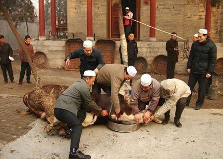 回族人不吃猪肉的真相竟是这(图文揭晓) 回族人不吃猪肉的真相竟是这(图文揭晓)