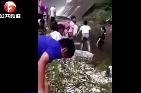 2万斤鱼从天而降：现场壮观画面以及事件起因曝光