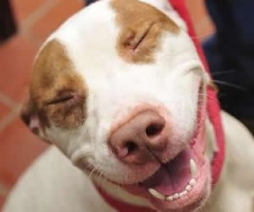 为什么猫狗每天不刷牙,牙齿还是那么的白呢(图) 为什么猫狗每天不刷牙,牙齿还是那么的白呢(图)