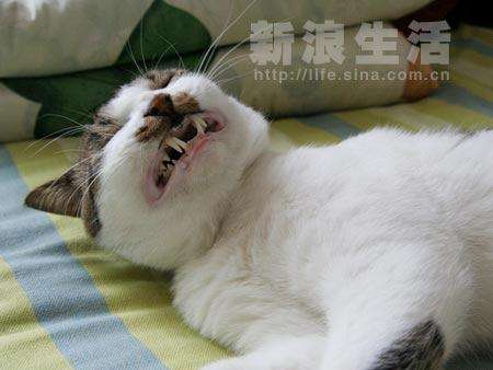 为什么猫狗每天不刷牙,牙齿还是那么的白呢(图) 为什么猫狗每天不刷牙,牙齿还是那么的白呢(图)