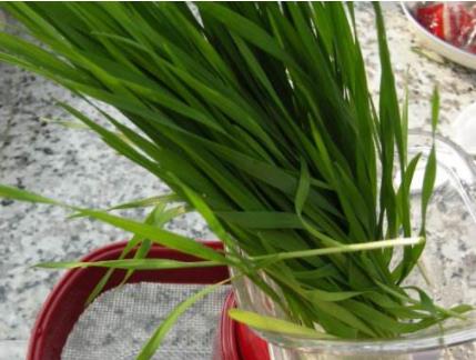 小麦草汁：小麦草可以直接榨汁吃你知道吗