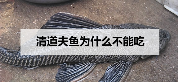 清道夫鱼为什么不能吃，清道夫鱼为啥不能吃呢