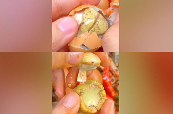 为什么都吃13天的活珠子(13天毛蛋) 为什么都吃13天的活珠子(13天毛蛋)