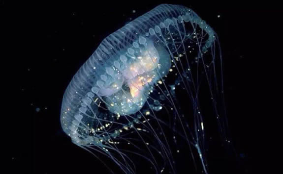 5种不死虫(不死虫是什么样子的图片)