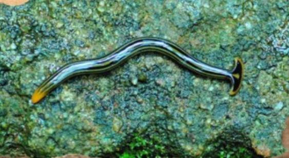 5种不死虫(不死虫是什么样子的图片) 5种不死虫(不死虫是什么样子的图片)