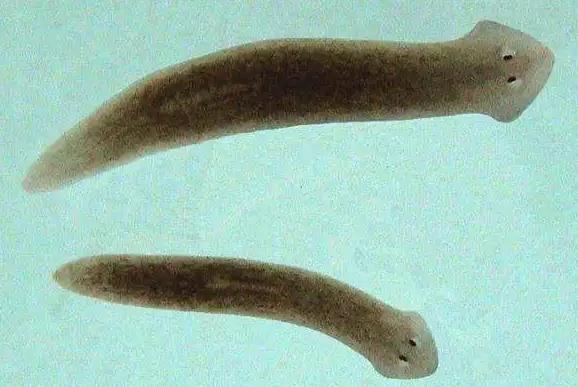 5种不死虫(不死虫是什么样子的图片) 5种不死虫(不死虫是什么样子的图片)