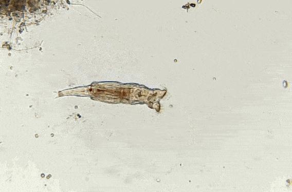 5种不死虫(不死虫是什么样子的图片)