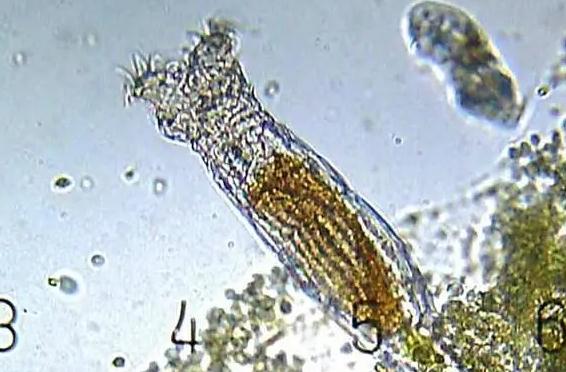 5种不死虫(不死虫是什么样子的图片)