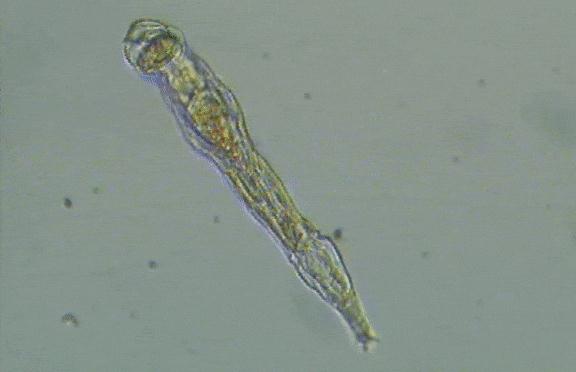 5种不死虫(不死虫是什么样子的图片)