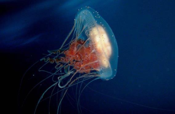 10000米长的蜈蚣真的马，5种不死虫真是存在