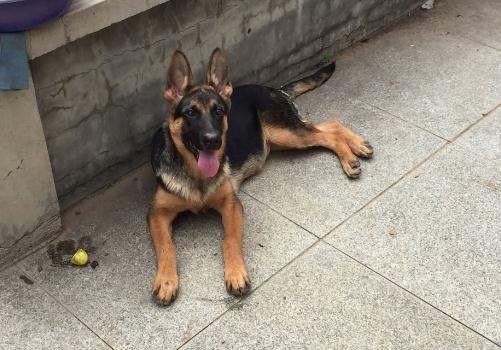 10大旺财的狗（2022旺财狗排名）