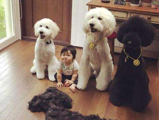 10大旺财的狗（2022旺财狗排名）