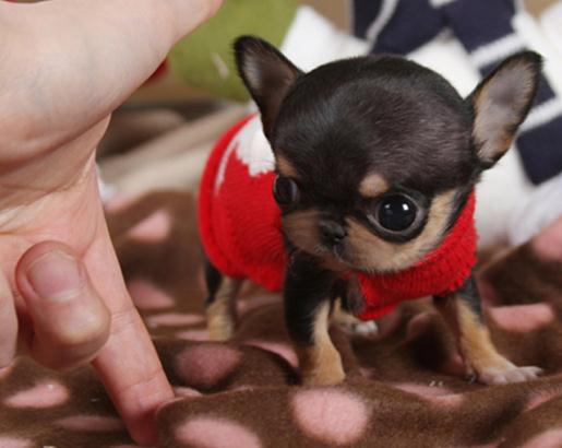 10大旺财的狗（2022旺财狗排名）