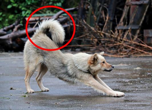 10大旺财的狗（2022旺财狗排名）