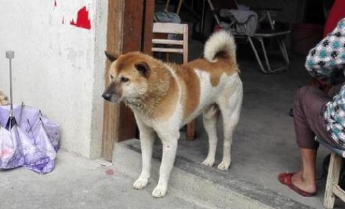 10大旺财的狗（2022旺财狗排名）