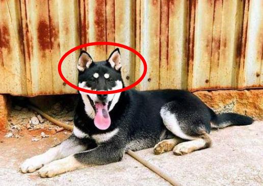 10大旺财的狗（2022旺财狗排名）