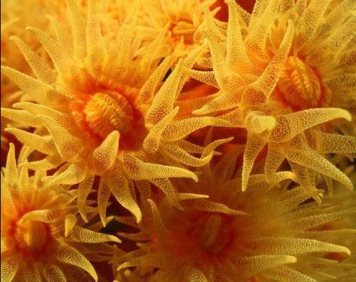 地球一共灭亡了几次(已经历5次生物大灭绝) 地球一共灭亡了几次(已经历5次生物大灭绝)