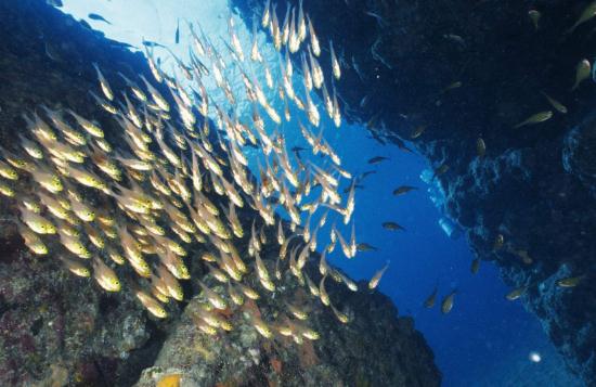 地球一共灭亡了几次(已经历5次生物大灭绝)