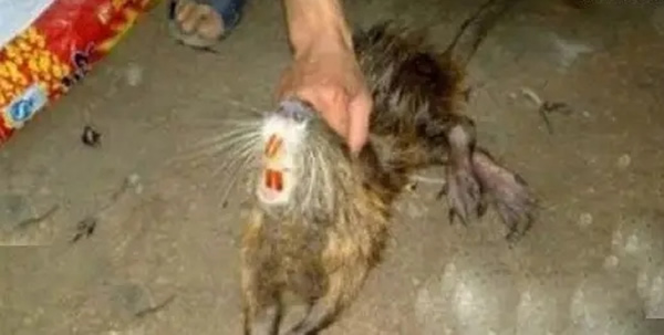 水鬼是什么动物(水鬼图片)