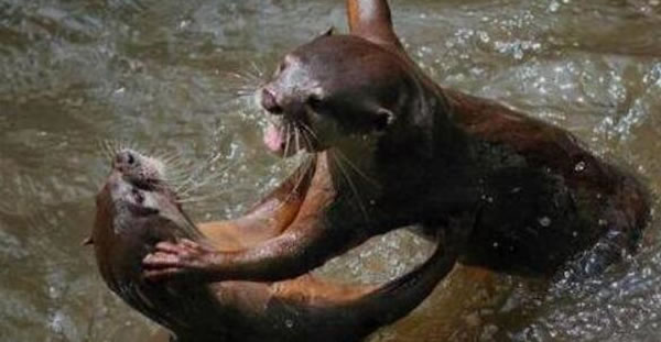 水鬼是什么动物(水鬼图片)