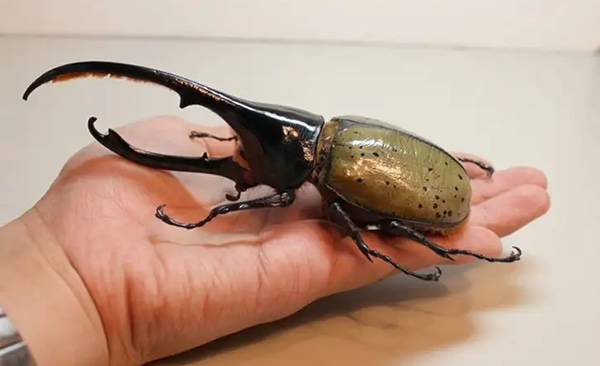 钟汉良的5段情史