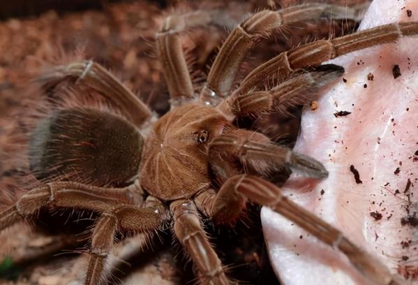 最大的昆虫(世界十大昆虫及图片)