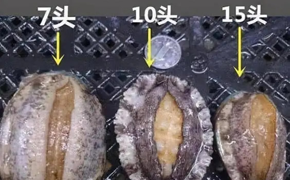 两头鲍什么意思含义解读 两头鲍什么意思含义解读