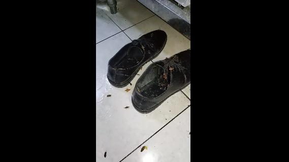 怎样灭蟑螂最有效的方法 10个家庭灭蟑螂有效方法