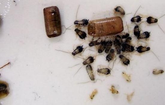 怎样灭蟑螂最有效的方法 10个家庭灭蟑螂有效方法