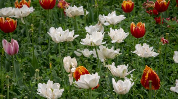 一大片五颜六色的鲜花仿写句子 一大片五颜六色的鲜花仿写句子