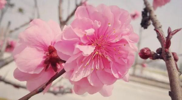 一大片五颜六色的鲜花仿写句子 一大片五颜六色的鲜花仿写句子