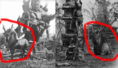 世界上最后一只麒麟 有图来看看什么样子的 世界上最后一只麒麟 有图来看看什么样子的