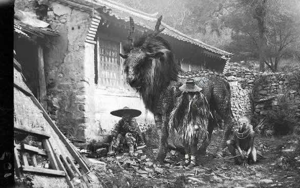 世界上最后一只麒麟是真的吗(只存在于传说中)