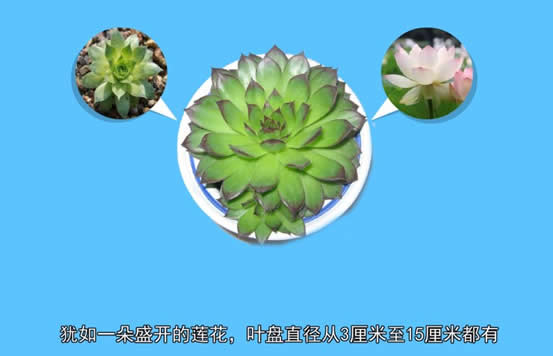 观音坐莲是指的什么意思(观音坐莲是什么姿势)