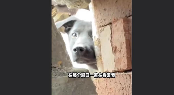 农村真实的偷窥(女孩乡下走亲戚去厕所被狗偷窥了)