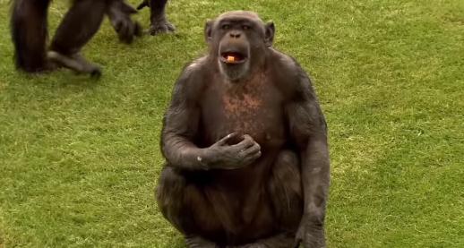 世界动物智商前十排行(猪聪明是世界上排名第一名)