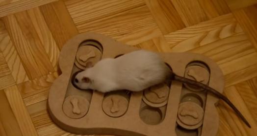 世界动物智商前十排行(猪聪明是世界上排名第一名)