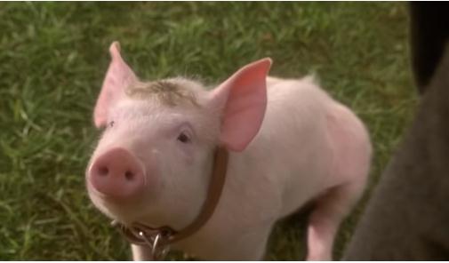 世界动物智商前十排行(猪聪明是世界上排名第一名)