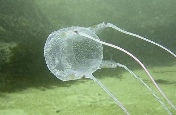 哪个动物没有心脏(没有心脏的动物汇总) 哪个动物没有心脏(没有心脏的动物汇总)