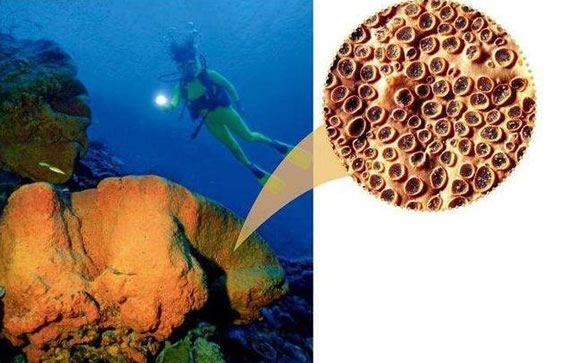 哪个动物没有心脏(没有心脏的动物汇总) 哪个动物没有心脏(没有心脏的动物汇总)