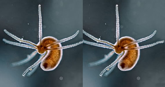 哪个动物没有心脏(没有心脏的动物汇总) 哪个动物没有心脏(没有心脏的动物汇总)