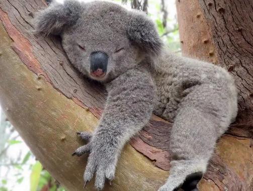 世界上最可爱的动物 已灭绝的十大可爱动物(萌翻你)