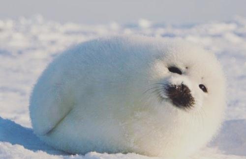 世界上最可爱的动物 已灭绝的十大可爱动物(萌翻你)