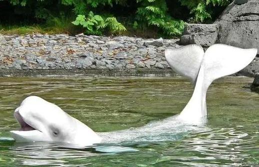 世界上最可爱的动物 已灭绝的十大可爱动物(萌翻你)