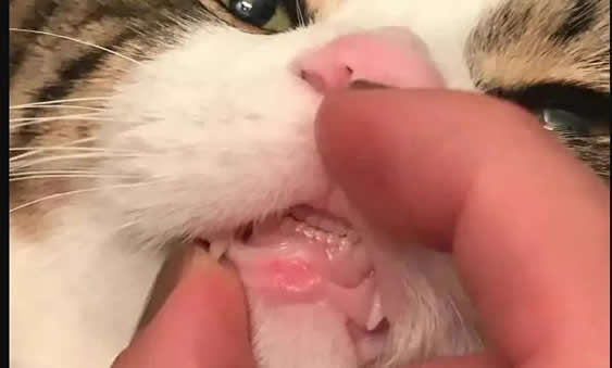 被猫抓了怎么判断没事 不小心被猫爪了该怎么办 被猫抓了怎么判断没事 不小心被猫爪了该怎么办