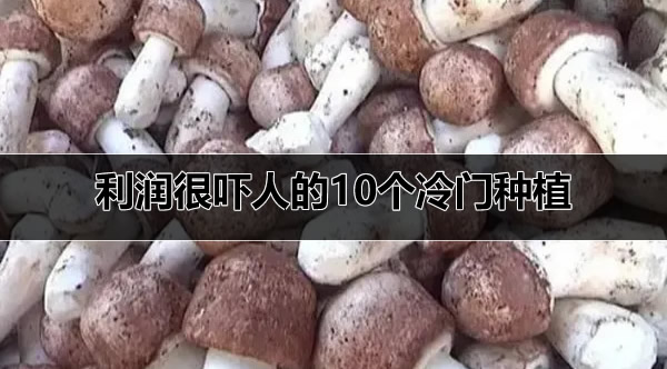 利润很吓人的10个冷门种植