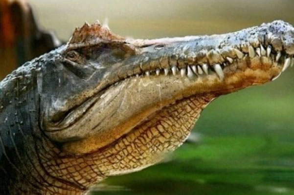 十大最强恐龙(十大最强恐龙排名图片)