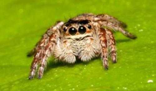 家中常见的20种蜘蛛(十大常见的室内蜘蛛)