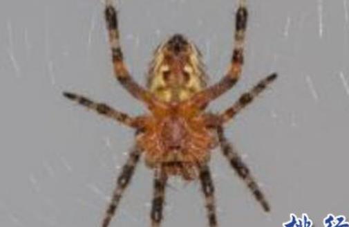 家中常见的20种蜘蛛(十大常见的室内蜘蛛)